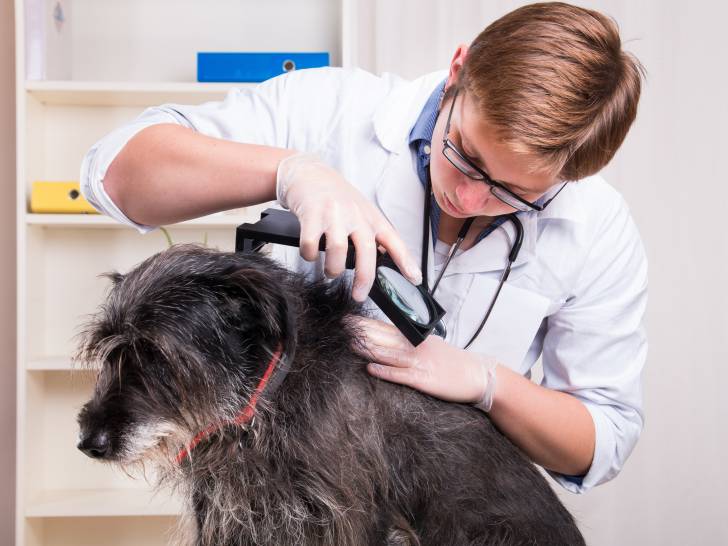 Amoxicilline pour chien prix
