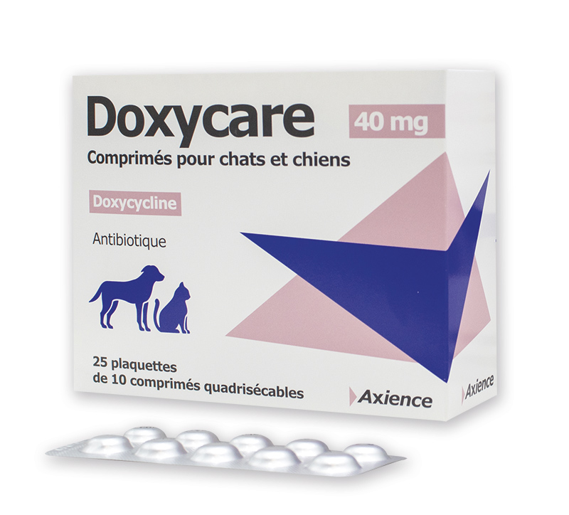 amoxicilline pour chien prix